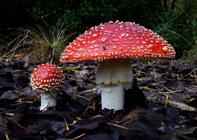 Photo of Amanita muscaria by Bernard Spragg. NZ from Christchurch, New Zealand, CC0, via Wikimedia Commons