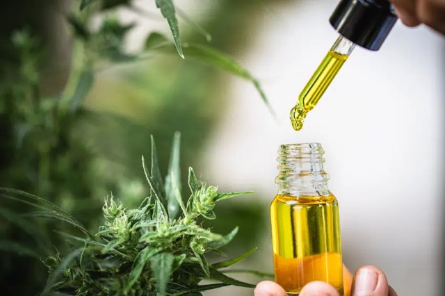 Hemorrhoids, varicose veins and other kinds of painful swelling can be treated effectively with a diluted self-heal tincture or cannabis tincture. Photo by: tinnakornlek/123rf.com