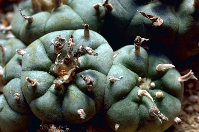 Photo of Peyote via Wikimedia Commons