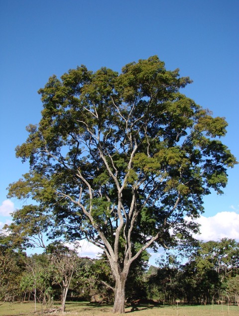 Bufotenine is the primary active constituent of the beans of Anadenanthera colubrina and Anadenanthera peregrina trees.Photo of Anadenanthera colubrina tree by João Medeiros, CC BY 2.0 via Wikimedia Commons