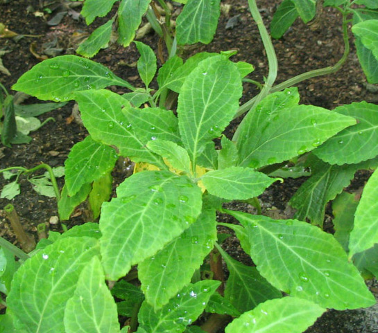 Photo of Salvia divinorum via Wikimedia Commons