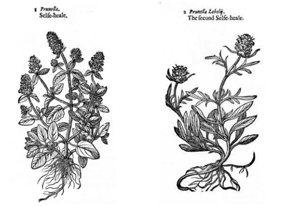 Self-heal’s recognition in Western medicine as a critical healing-plant predates the Scientific Method, documented in such almanacs as John Gerard’s 1597 “The Herbal or General History of Plants” (sampled above). Image Public Domain.