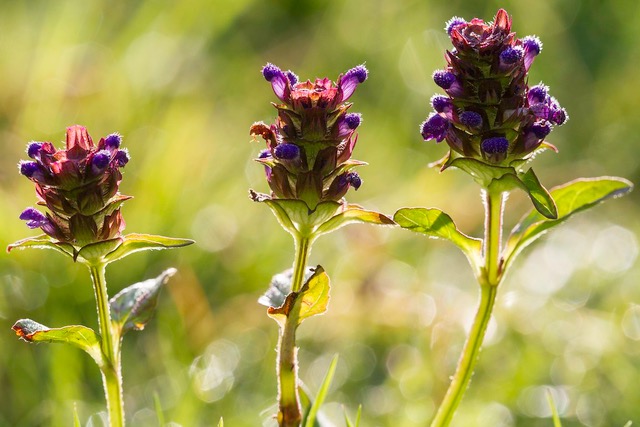 Prunella vulgaris (Selfheal) Photo by Emorsgate Seeds via Creative Commons CC BY-NC 2.0 DEED 
