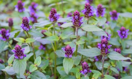 Ireland’s Miracle Flower Is Cannabis’s Sister From Another Mother