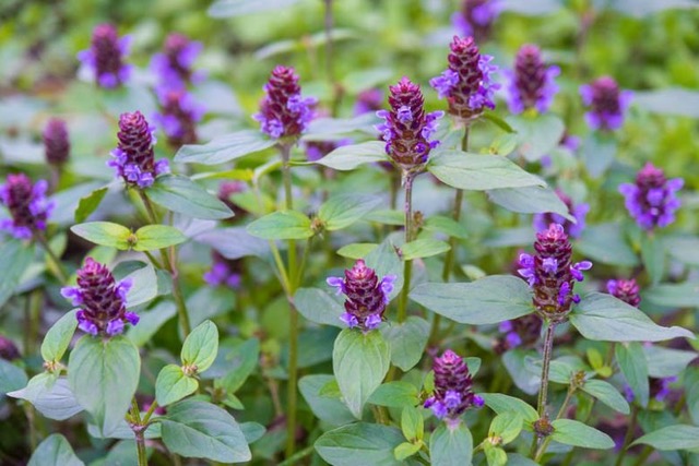 Ireland’s Miracle Flower Is Cannabis’s Sister From Another Mother