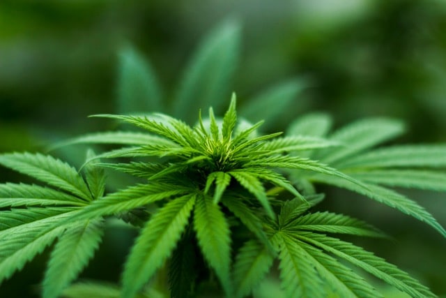 Plant-derived antioxidants, such as those in cannabis, are remarkably powerful in the human brain because they can withstand levels of oxidative stress that human cells cannot. /Photo of Cannabis plant by Michael Fischer/pexels.com