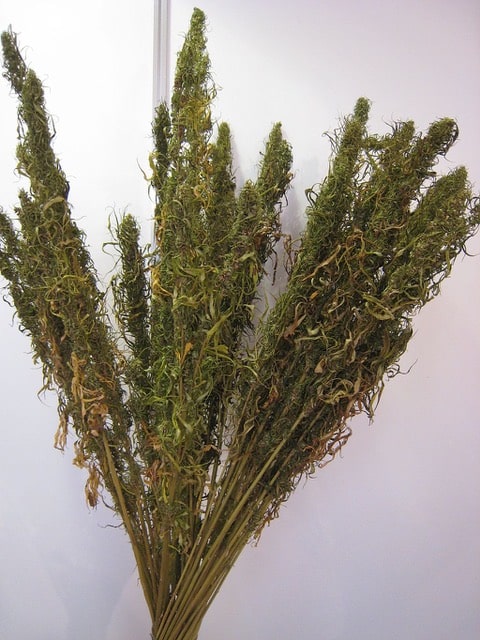 Dried hemp /Photo by D-Kuru, CC BY-SA 3.0 AT via Wikimedia Commons