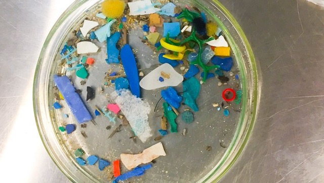 Photo courtesy of Australian Institute of Marine Science CC BY 3.0 AU