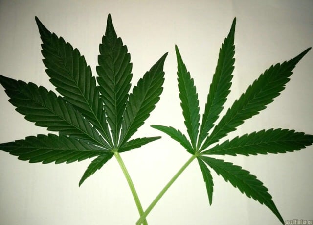 You can recognize cannabis light sativa by its thin, narrow leaves and greater height (Right), compared to cannabis light indica (Left), which is shorter and bushier with wider, thicker leaves. Photo de Kiffcowboy en seedfinder.eu/Creative Commons 
