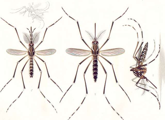 <a href="https://www.isglobal.org/en/-/mosquito-el-animal-mas-letal-del-mundo">According to</a> the Barcelona Institute for Global Health, the Aedes aegypti mosquito has adapted incredibly well to urban environments. It has learned to feed only on humans and to lay eggs both indoors and outdoors, and in a variety of containers. / Image in Public Domain