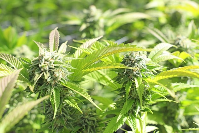 For outdoor growers, Halloweed season is the most wonderful time of the year! Photo by Cannafornia/ pexels.com/ 