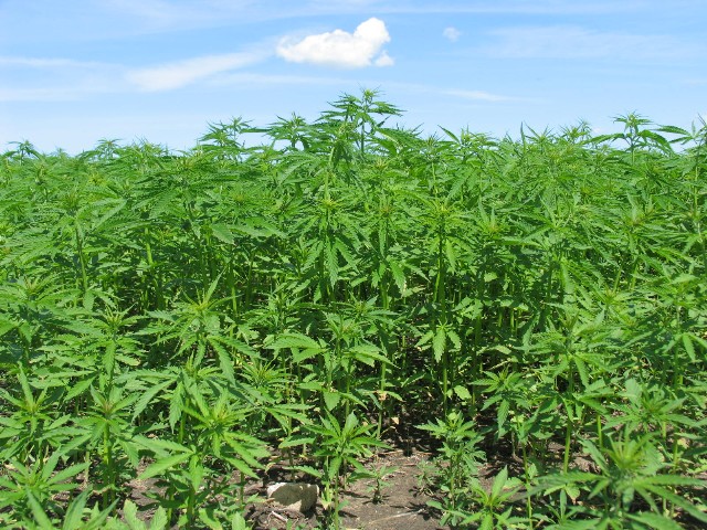 Although you could eat the cannabis stalks and get tons of great dietary fiber, you’d need a really strong stomach to digest them, so stick with the leaves and raw buds for your cannabis fiber. Photo by Craik Sustainable Living Project/CC BY-NC-SA 2.0 