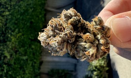 Kush Mountains Strain – Review