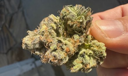 Grape Gasby by Cannabiotix – Strain Review