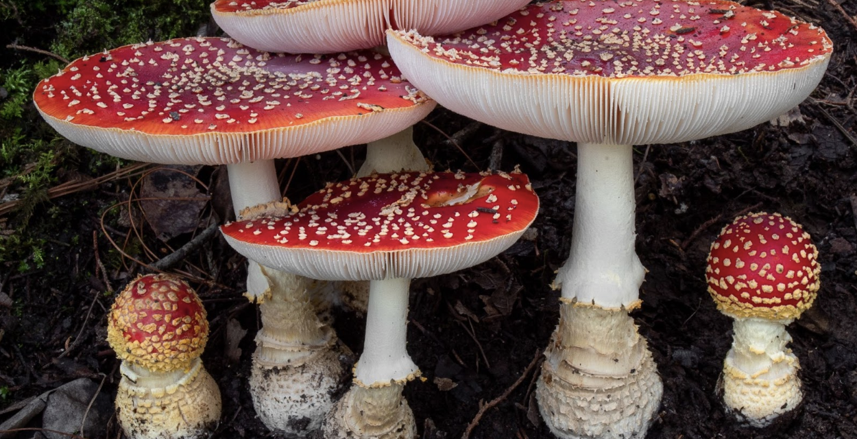 The Other Magic Mushroom
