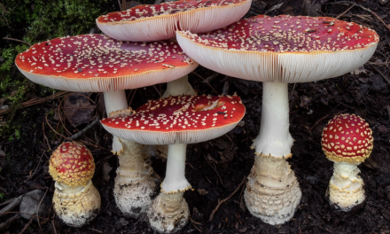 The Other Magic Mushroom