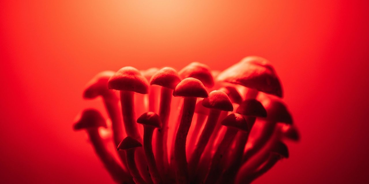 Can the Underground Psychedelic Market Self-Regulate?