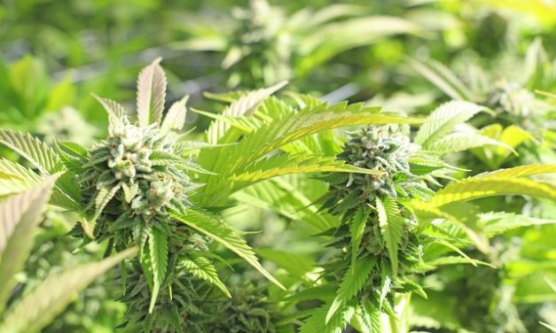 Mendo Cup Cannabis Awards to Honor Local Farmers with  Profit-Sharing in Friendly Competition