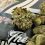 Alien OG by The Cure Company – Strain Review