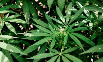 Can Your Weed Hear What You’re Saying? Maybe So…
