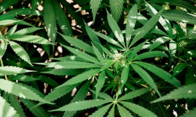 Can Your Weed Hear What You’re Saying? Maybe So…