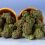 The New Kids on the Block: The Bold, New, White-Hot Cannabis Strains Redefining Modern Genetics